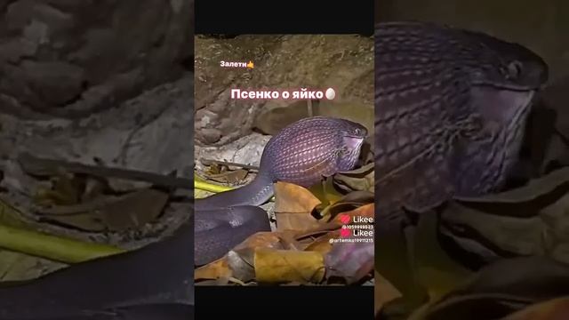 песоносе яйко смотреть онлайн