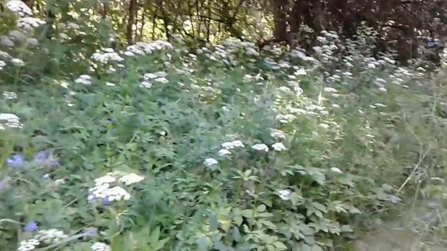 На лесном смотреть онлайн