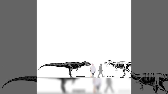 Siamraptor And Neovenator Size Comparison смотреть онлайн