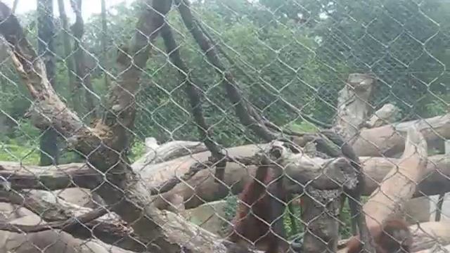 Crazy Orangutans at Omaha's Henry Doorly Zoo смотреть онлайн