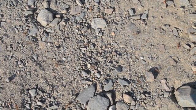 Бешеные муравьи смотреть онлайн
