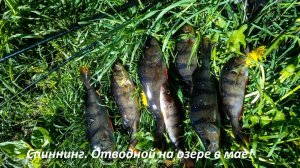 Спиннинг в мае! Отводной по весне! Ловим с дядькой в разных местах озера. Субботняя рыбалка.