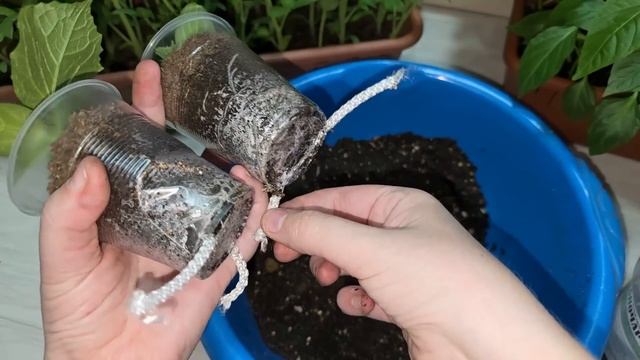 Рассада ЖИРЕЕТ на глазах за 3 дня, три секрета толстой, мощной рассады смотреть онлайн