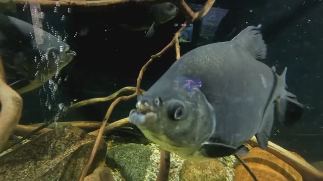 Калининградский зоопарк, серия 2 смотреть онлайн