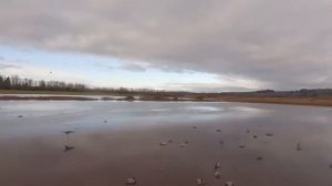 Охота на утку. Лучшие налеты