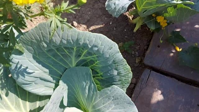 кори хато кардам🥺имсол ба ман дод соли дигар танхо АЛЛОХ медонад чи гап мешад☝☝ смотреть онлайн