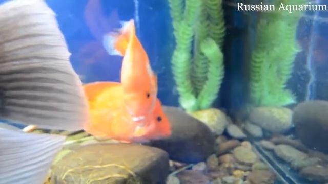 Cichlasoma Red parrot Blood parrot cichlid смотреть онлайн