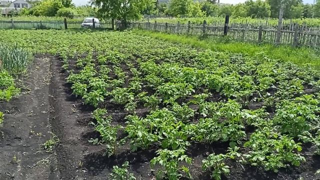 Сегодня "отхожу" от выпускного. Второй этап ферментации листьев. смотреть онлайн