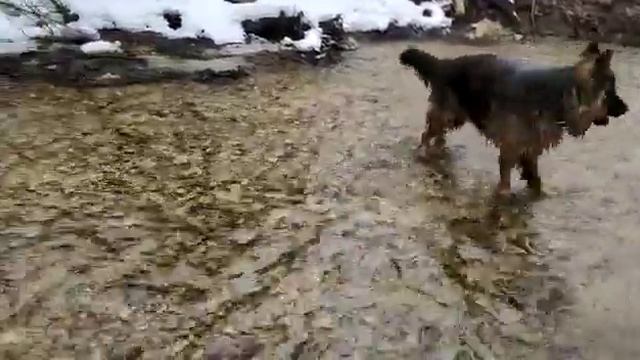 Отважная🌻Чижик в Окарде) смотреть онлайн