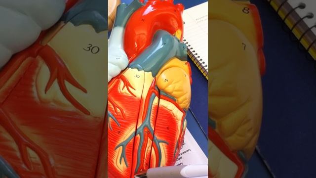 Heart: Mammalian Heart смотреть онлайн