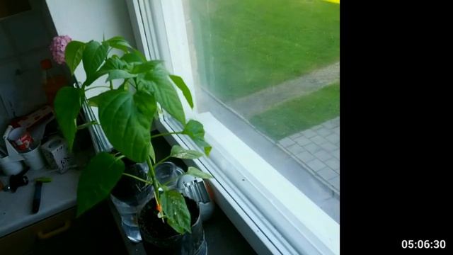 Timelapse 8h bell pepper, paprika смотреть онлайн