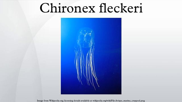 Chironex fleckeri смотреть онлайн