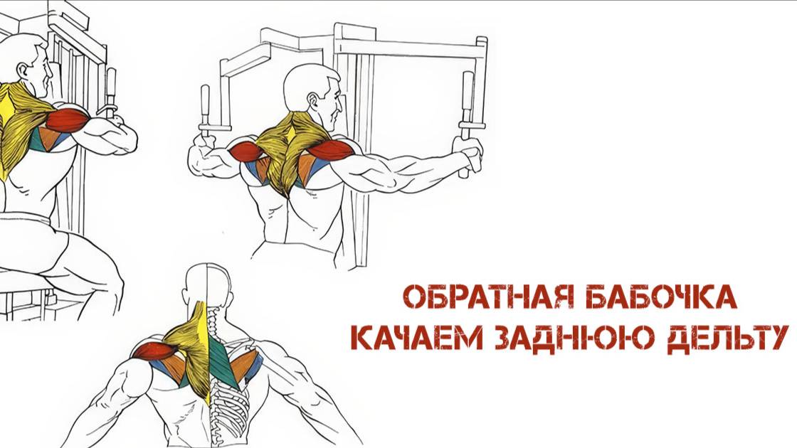 Обратная бабочка Как накачать задние дельты. Делаем 3d плечи. смотреть онлайн