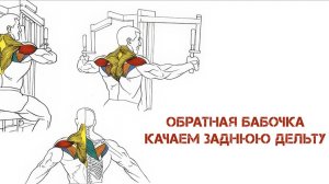 Обратная бабочка Как накачать задние дельты. Делаем 3d плечи.