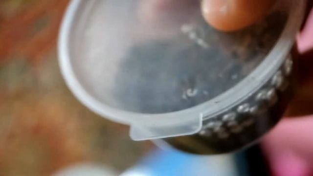 Кормление маленьких пауков, немного об условиях содержания смотреть онлайн