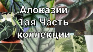 Алоказии 1ая часть коллекции