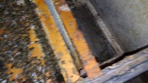 плохая зимовка пчел 2024-2025