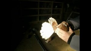 Николаевские голуби г. Саратов 2020 год