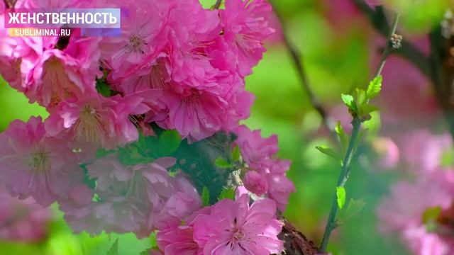 Женская энергия. Женственность. Манкость. Саблиминал Combo. Скрытые аффирмации. (2) смотреть онлайн