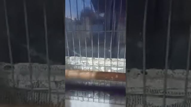 Песня Чижа смотреть онлайн