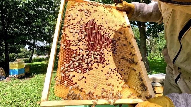 Пчёлы . Подсадка Маток дорогих#пчеловодство #automobile #пасека смотреть онлайн