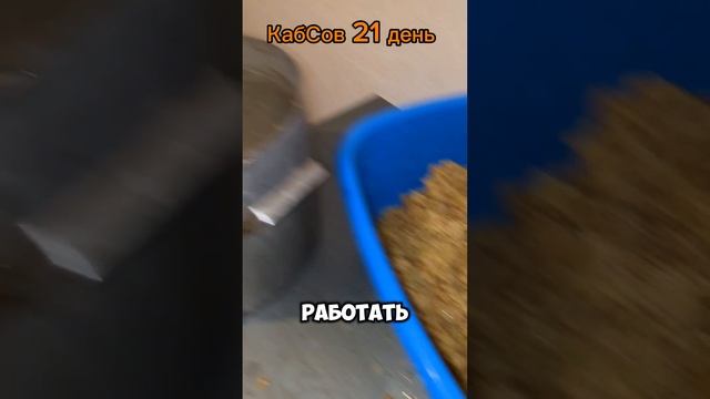 21 день на мезге - Прессую КабСов #shorts #олегводопьянов #водопьяновскиевиноградики #виноделие смотреть онлайн