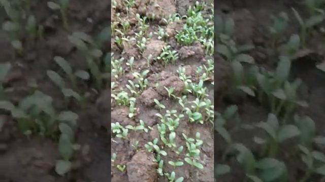 Methi bhaji #shorts 13 din ka 2021 смотреть онлайн