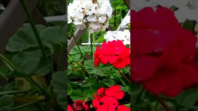 Герань - таинственный цветок. Дмитрий Шлапак смотреть онлайн