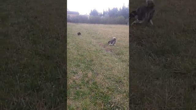 Comme chat et chien смотреть онлайн