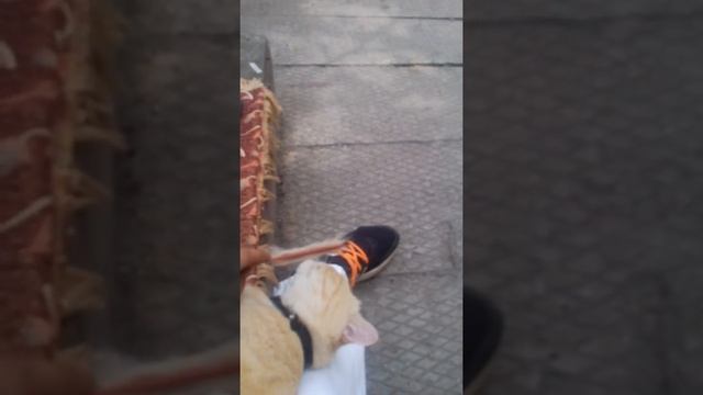 Кот Цезарь {балдежник) смотреть онлайн