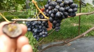 Виноград "Кумир" - перспективная позиция от Калугина В. М. Тел,WhatsApp и Telegram : 8-918-43-794-43