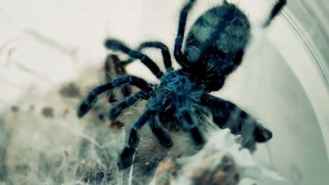 Мои новые древесные пауки Caribena versicolor смотреть онлайн