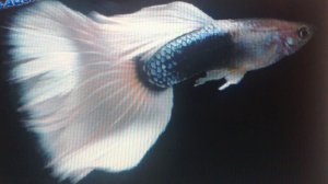 Аквариум для начинающих Гуппи Рыбка Часть 1