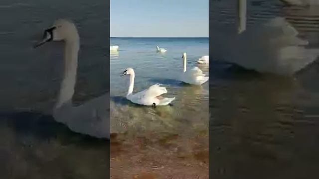 Водными займёмся процедурами!😊 смотреть онлайн