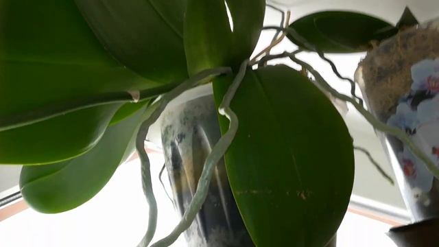 ЭКСПЕРИМЕНТ УДАЛСЯ!)) смотреть онлайн