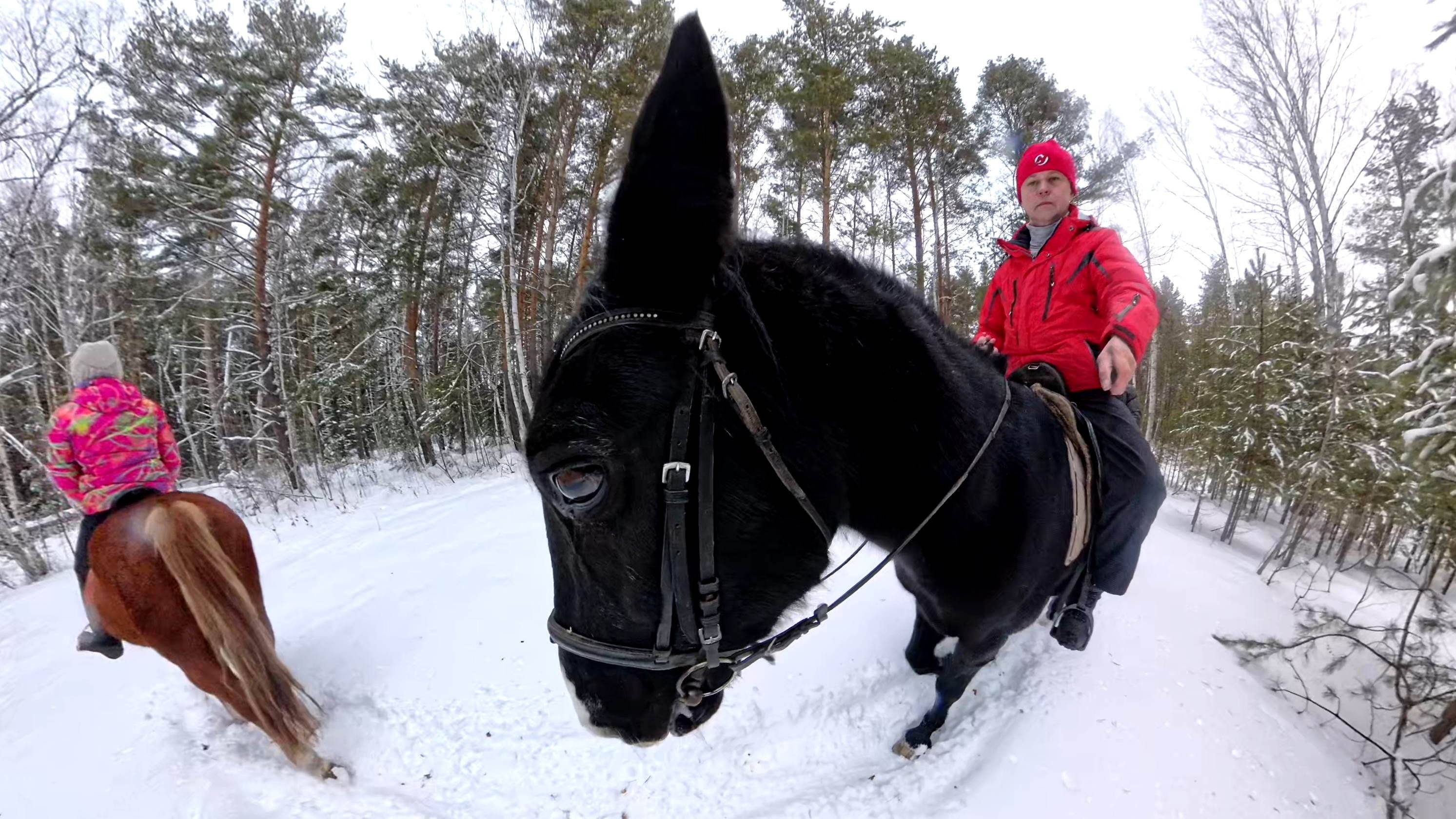 Конная прогулка