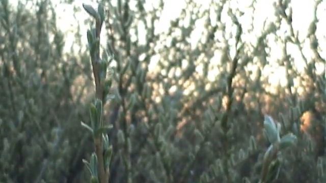 скворцы смотреть онлайн