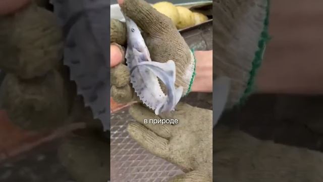 Это САМАЯ ДОРОГАЯ икра в мире! #икра #деликатес #еда #рыба смотреть онлайн