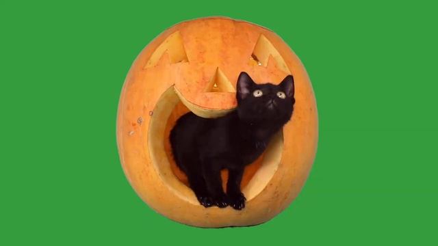 Meow Meow Billi Karti  Hindi Kids Poem Urdu Rhymes For Children | Meow Meow Song | Meow Mix Song