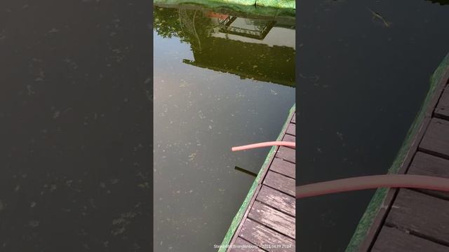 June 19, 2023 бассейн на участке с рыбками, вода не очень чистая, хоть и работает фильтр смотреть онлайн