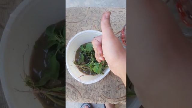 ми вкусные суп #memes 🤣🤣🤣🤣🤣 смотреть онлайн