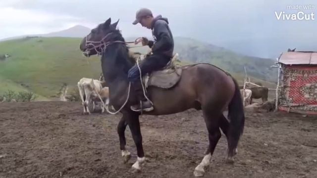 Кок бору ахлес туганы смотреть онлайн