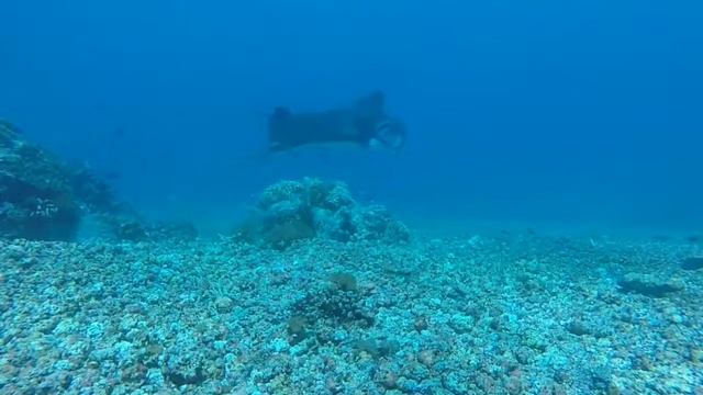 Manta ray (komodo island) смотреть онлайн