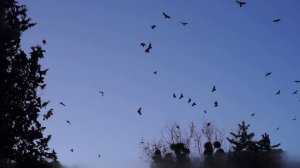 Калининград Полёт Воронов