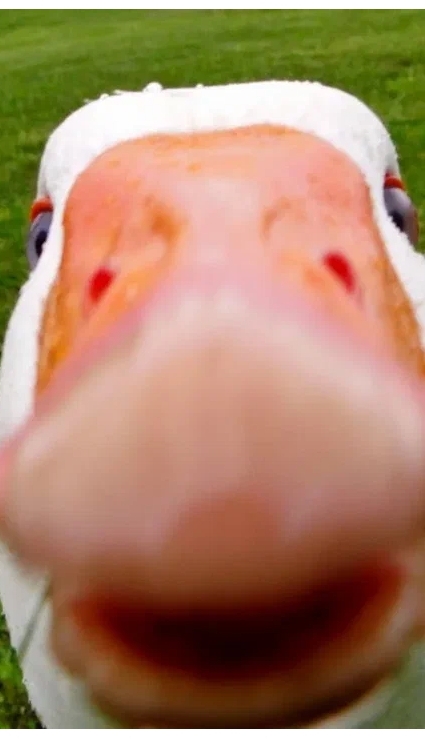 Кириешка 39к