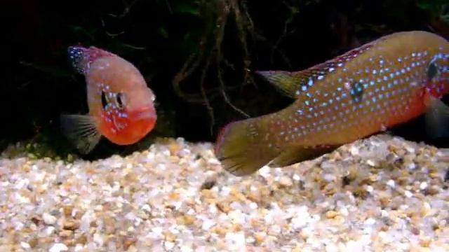 Hemichromis Lifalili