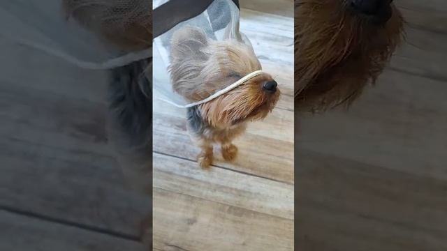 Ку-ку смотреть онлайн