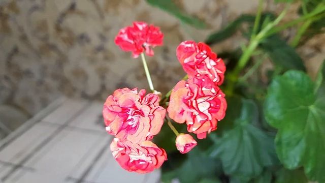 Подарки для Людмилы.