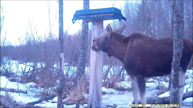 Охота. Весна. Поведение лосей у солонца днем. смотреть онлайн