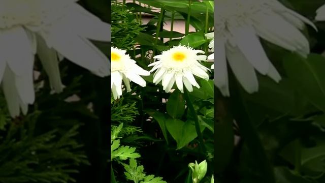 Цветы растут в моём саду. Дмитрий Шлапак смотреть онлайн